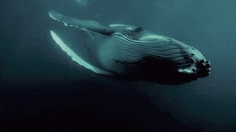 WHEX Token Nedir? Whale Exploder Ekosistemi ($WHEX)